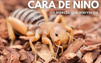 Stenopelmatus o cara de niño un insecto fascinante