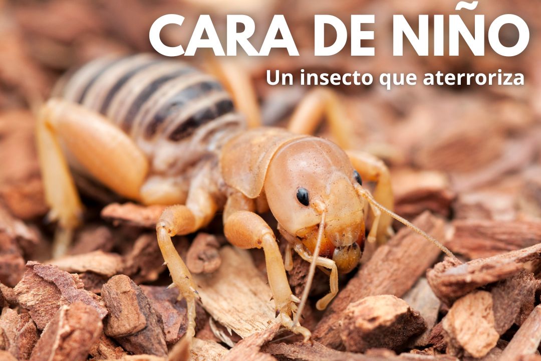 Cara de niño o grillo de Jerusalén